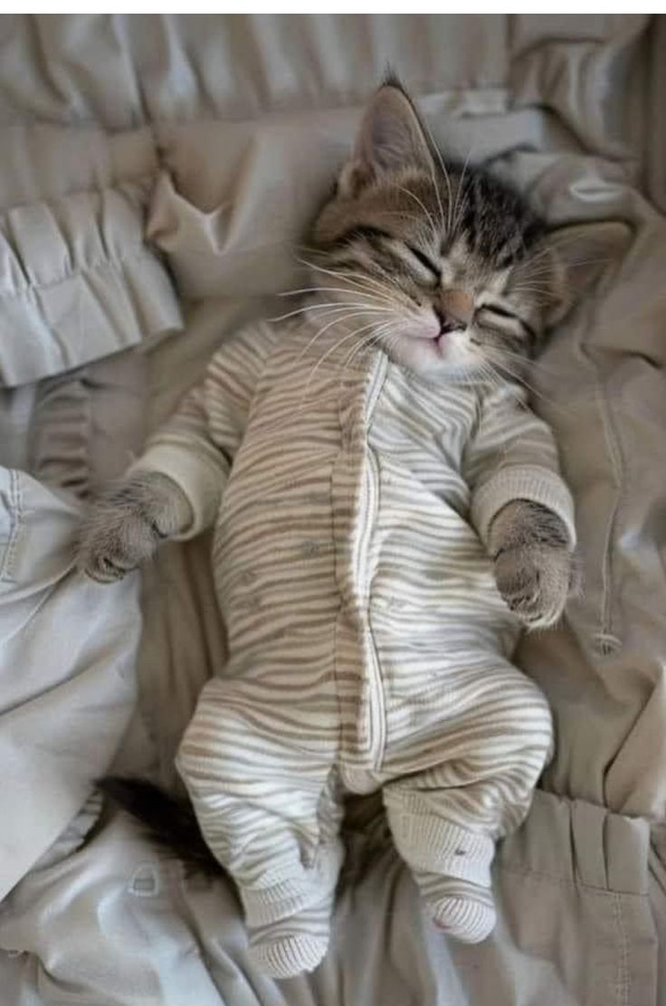 Smol Cozy Kitten